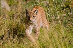 Luchs - Zum Vergroessern klicken!